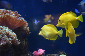 Zebrasoma is a genus of surgeonfishes native to the Indian and Pacific Oceans. They have disc-shaped bodies and sail-like fins