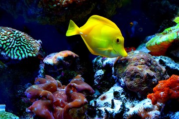 Zebrasoma is a genus of surgeonfishes native to the Indian and Pacific Oceans. They have disc-shaped bodies and sail-like fins