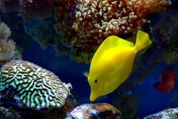 Zebrasoma is a genus of surgeonfishes native to the Indian and Pacific Oceans. They have disc-shaped bodies and sail-like fins