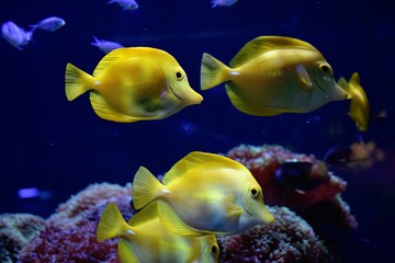 Zebrasoma is a genus of surgeonfishes native to the Indian and Pacific Oceans. They have disc-shaped bodies and sail-like fins