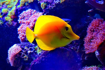 Zebrasoma is a genus of surgeonfishes native to the Indian and Pacific Oceans. They have disc-shaped bodies and sail-like fins