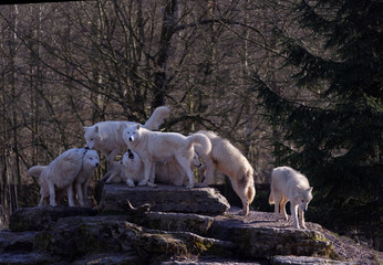 Obraz na płótnie Canvas Meute de loups arctiques