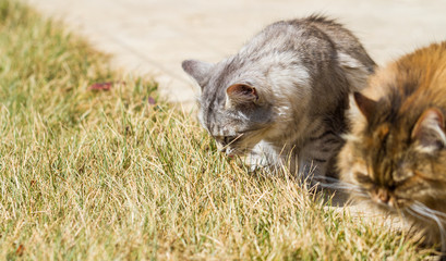 Adorable siberian cat with long hair outdoor in a sunny day