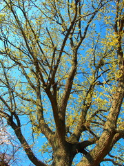 芽吹きの椚と青空