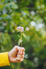 a man is holding a flower against the blurred background of trees and grass. bokeh, close-up, picnic, summer