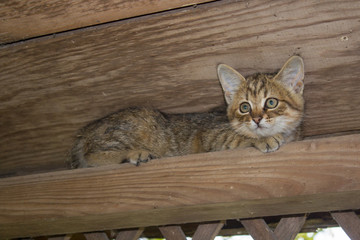 kitty on a wooden beam,A little kitten sits under the roof on a wooden beam