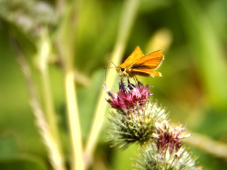 arctium burdock butterfly