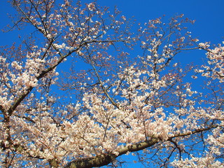 青空と満開の桜の花