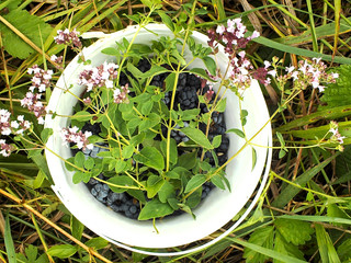 oregano blackberry