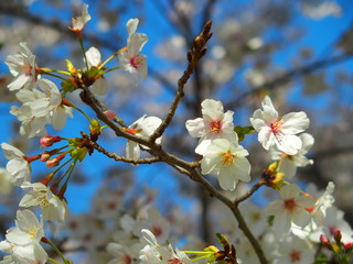 青空と満開の桜の花