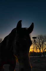 Horse at sunset © Emilia