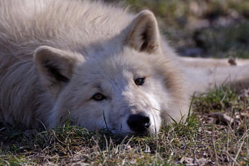 Portrait de loup blanc arctique