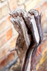Sawed dried grapevine on brick wall background. Ecology and environmental problem concept