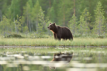 Obraz na płótnie Canvas Big male brown bear in a bog with forest background