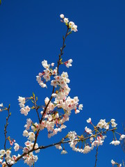 青空と桜の花