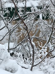 First Snowfall in my back yard