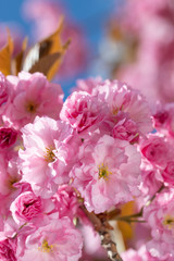Fototapeta na wymiar Springtime background with pink blossom.