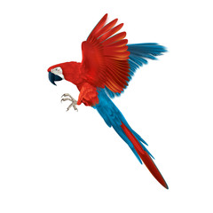 Colourful macaw parrot - multicoloured isolated flying bird - realistic and detailed illustration -  symmetrical design - 259330291