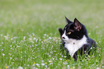 young domestic cat lying in grass and daisies © kmls