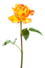Obraz premium Fresh orange roses