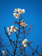 青空と桜の花