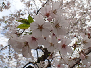 日本の桜の花