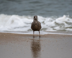 Ring Billed Gull