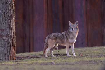 Obraz premium Coyote du nouveau monde