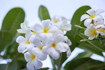 Fototapeta premium frangipani flower leaves beautiful, concept:Spa Aroma Relaxing Perfume Symbols,A bouquet of flowers to congratulate the weddingA bouquet of flowers to congratulate the wedding