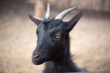 Black goat face