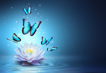 Naklejki  Motyle i lilia wodna w wodzie - Beauty Miracle