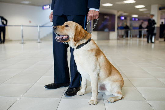 A Labrador dog for detecting drugs at the airport standing near the customs guard. Horizontal view.