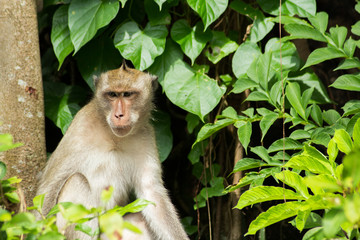 Long-tailed macaque  ( or crab-eating macaque ) sit on branch of tree with nature leaf in background