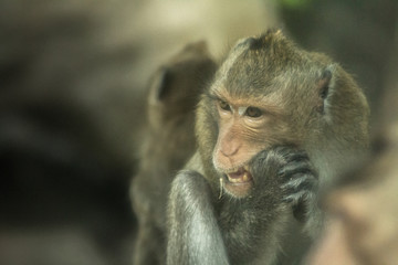 Selective focus of Long-tailed macaque  ( or crab-eating macaque ) sit and eat something with copy space