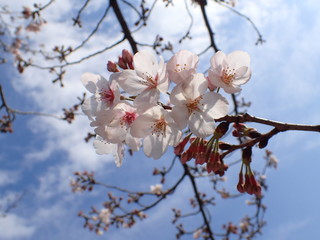 日本の桜の花