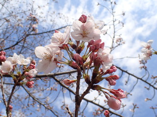 日本の桜の花