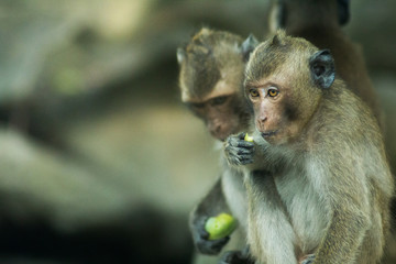 Young Long-tailed macaque  ( or crab-eating macaque ) sit and eating banana in hand with copy space