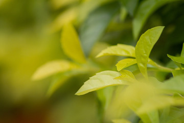 Close up nature view of green leaf on blurred green background with copy space