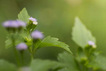 Selective focus Close-up picture of bitters bush flower on blurred view of nature in background at the day with copy space