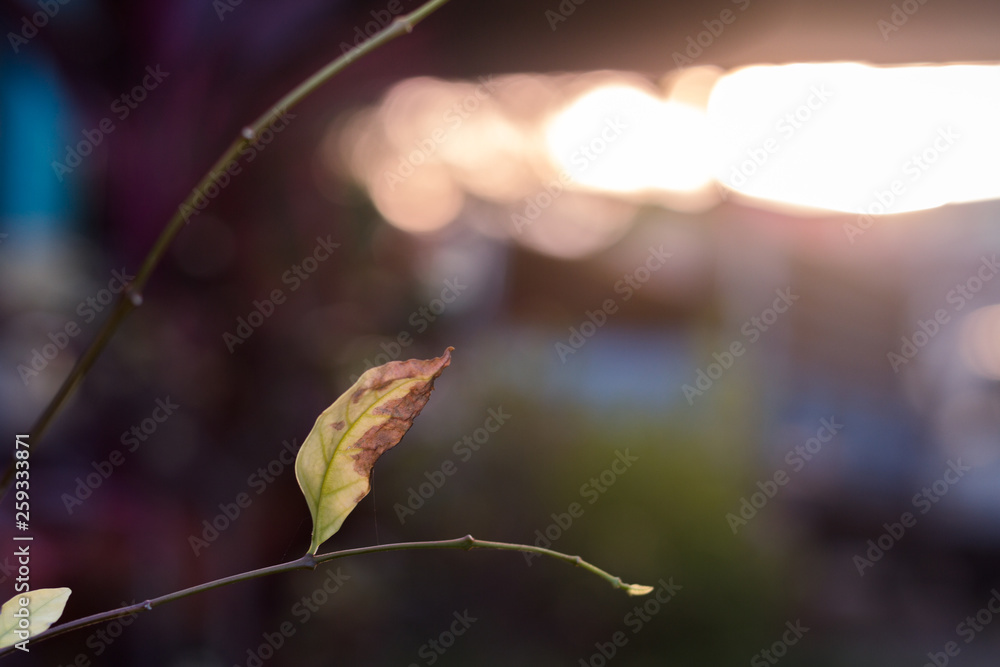 Wall mural selective focus of single leaf on branch with blurred nature and orange sky in twilight of the day w