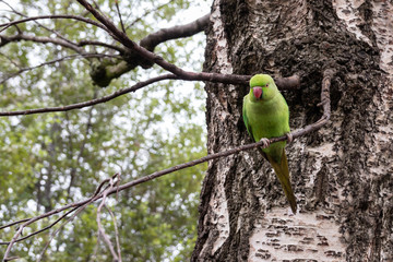 Ring-necked parakeet