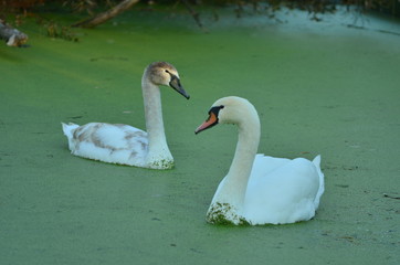  Mute swans in a polluted river