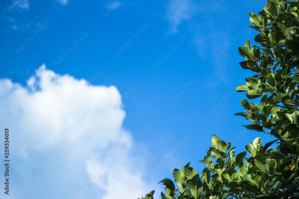 Wall mural selective focus of leaves and branches on tree when lookup at sky with copy space on blur day sky ba