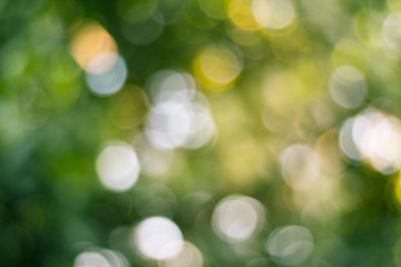 Blurred view of nature  in bokeh style background in the afternoon with colorful highlight