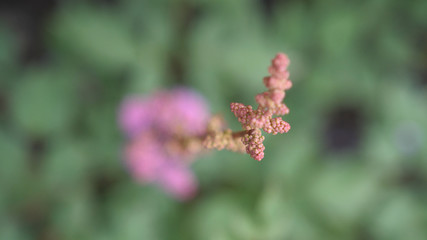 Beautiful blooming pink flower in the garden. Summer time