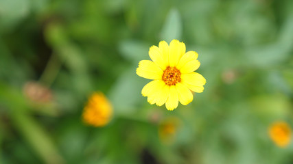 Beautiful blooming yellow flower in the garden. Summer time
