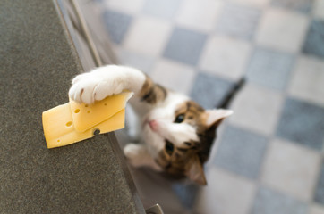 Domestic cat trying to steal slice of cheese from a table.