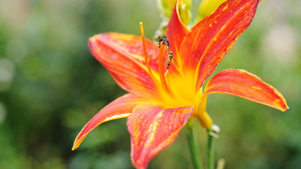Beautiful blooming red lily in the garden. Summer time