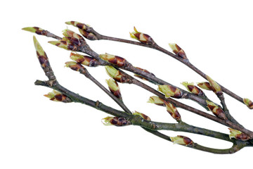 Spring April  twigs  with leaves green  buds wild linden tree isolated macro