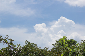 Obraz premium Branches on the sky in the afternoon of the day